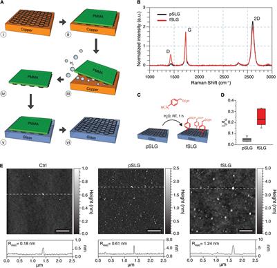 Bidirectional Modulation of Neuronal Cells Electrical and Mechanical Properties Through Pristine and Functionalized Graphene Substrates